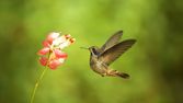 Úžasný kolibřík