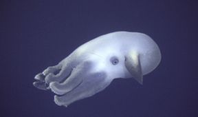 Planeta Země: Hlubiny oceánu