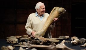 Attenborough a pohřebiště mamutů