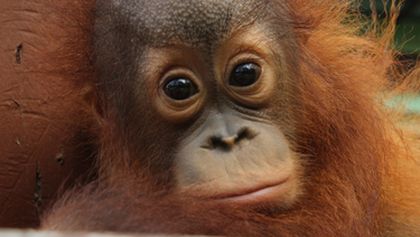 Setkání s orangutany (3)