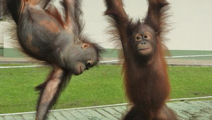 Setkání s orangutany (8)
