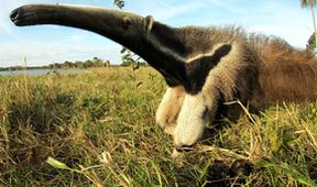 Lydia a obři: Divoký Pantanal