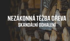 Nezákonná těžba dřeva - skandální odhalení