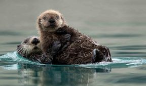 Die schlausten Tiere der Welt mit Martin Rütter und Dirk Steffens