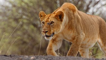 Serengeti III, Zázračná planeta (4/6)