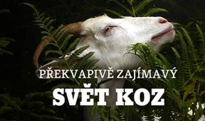 Překvapivě zajímavý svět koz