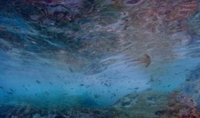 LIFE IN THE BLUE
