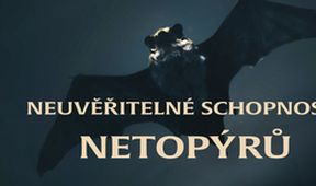 Neuvěřitelné schopnosti netopýrů