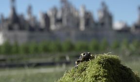 Mloci - vzor adaptability v přírodě