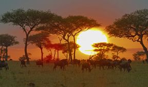 Serengeti II, Zázračná planeta (2/6)