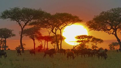 Serengeti II, Zázračná planeta (2/6)