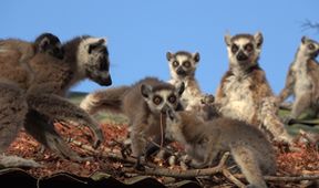 Království divočiny: Lemuři kata, Madagaskar