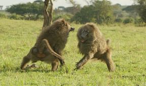 Serengeti II, Zázračná planeta (5/6)