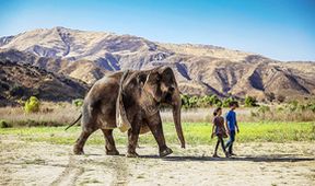 Slon na útěku