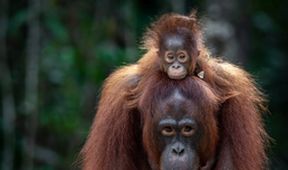 Oči orangutana
