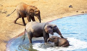 Zázračná planeta: Napajedlo - africká zvířecí oáza (1/3)