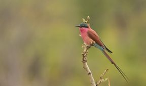 Zázračná planeta: Poslední ráje na Zemi - Luangwa