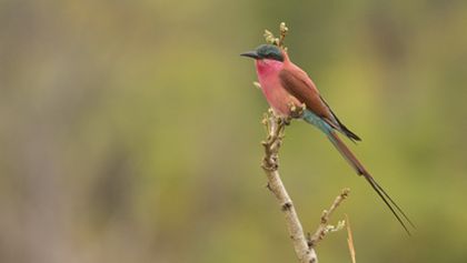 Zázračná planeta: Poslední ráje na Zemi - Luangwa