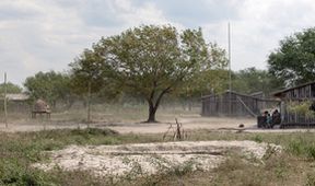 České stopy v rostlinné říši Latinské Ameriky