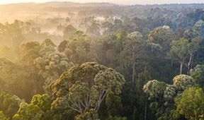 Zázračná planeta: Poslední ráje na Zemi - Borneo