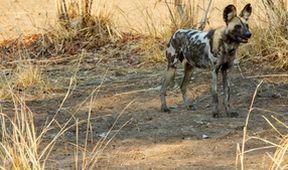 Psi hyenovití: Ve smečce (6)