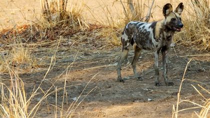 Psi hyenovití: Ve smečce (3)