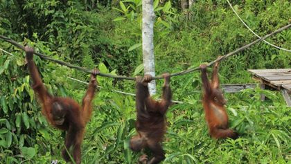Setkání s orangutany (6)