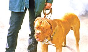 Turner a Hooch