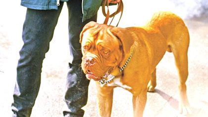 Turner a Hooch