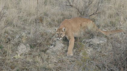 Puma a já