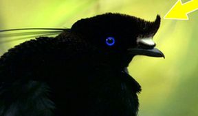 Království divočiny: Rajky, Papua Nová Guinea