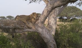 Lvi na stromech