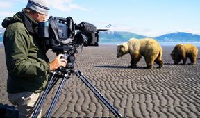 Medvědi grizzly na Aljašce (2/2)