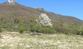 Návraty k divočině (7)