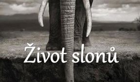 Život slonů
