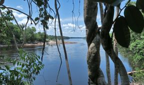 Uakari, Humboldtova ztracená opice
