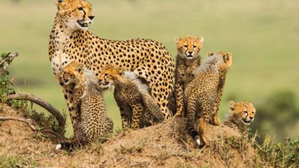 Fantastická pětka: Příběh geparda