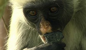 Království divočiny: Gueréza zanzibarská, Tanzanie