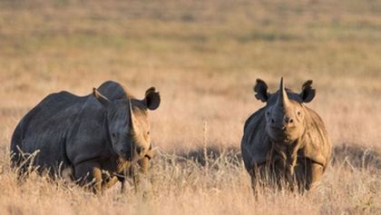 Saba a tajemství nosorožce