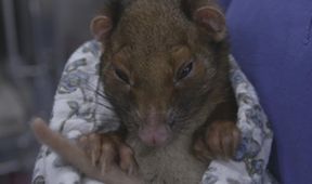 Záchranáři divokých zvířat: Austrálie (5)