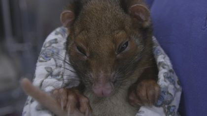 Záchranáři divokých zvířat: Austrálie (5)