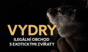 Vydry - ilegální obchod s exotickými zvířaty