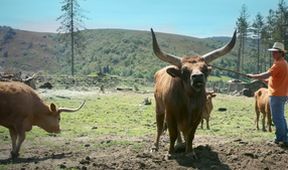 Múú! Impozantné rohy (4)
