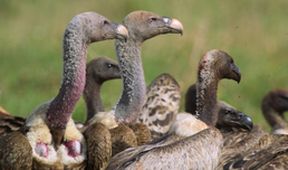 Velkolepá zvířata Afriky (3)