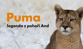 Puma - legenda z pohoří And