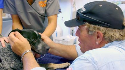 Australský veterinář II (3)