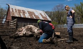 Veterináři z Nebrasky (2)