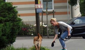 Der Hundeprofi