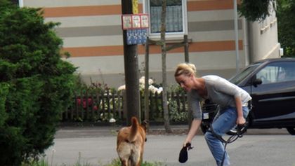 Der Hundeprofi