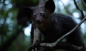 Madagaskar: Africké Galapágy